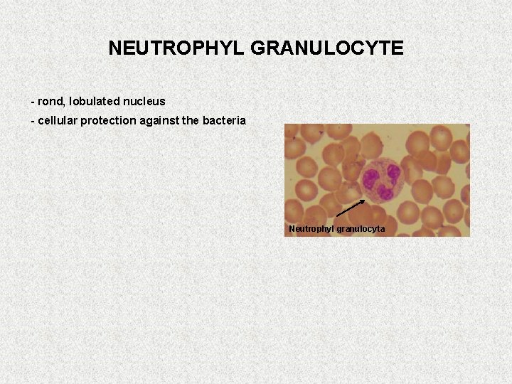 NEUTROPHYL GRANULOCYTE - rond, lobulated nucleus - cellular protection against the bacteria Neutrophyl granulocyta