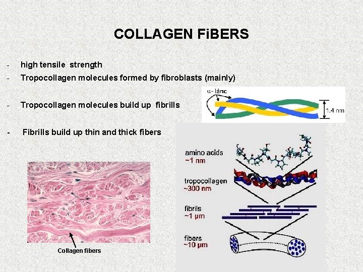 COLLAGEN Fi. BERS - high tensile strength - Tropocollagen molecules formed by fibroblasts (mainly)