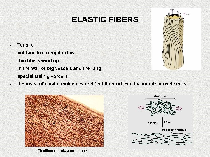 ELASTIC FIBERS - Tensile - but tensile strenght is law - thin fibers wind