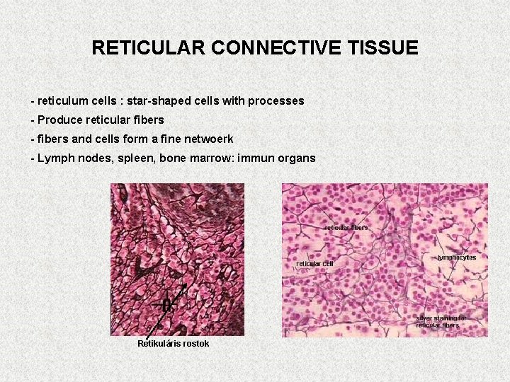 RETICULAR CONNECTIVE TISSUE - reticulum cells : star-shaped cells with processes - Produce reticular