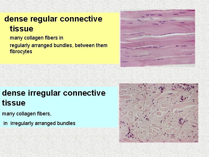 dense regular connective tissue many collagen fibers in regularly arranged bundles, between them fibrocytes
