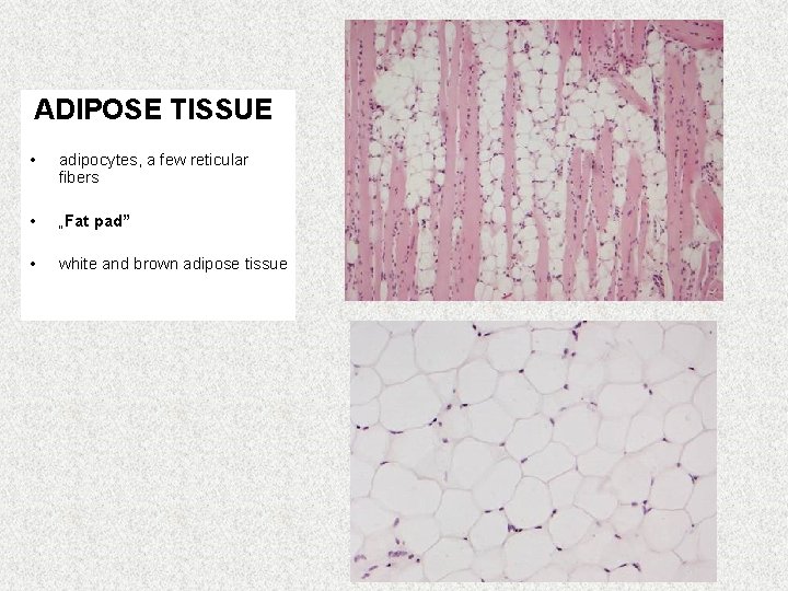  ADIPOSE TISSUE • adipocytes, a few reticular fibers • „Fat pad” • white