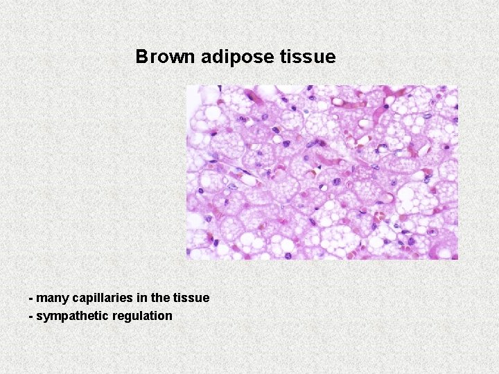 Brown adipose tissue - many capillaries in the tissue - sympathetic regulation 