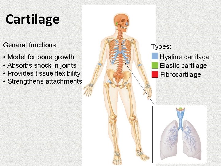Cartilage General functions: • Model for bone growth • Absorbs shock in joints •