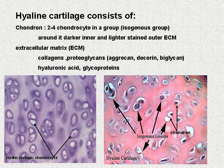 Hyaline cartilage consists of: Chondron : 2 -4 chondrocyte in a group (isogenous group)