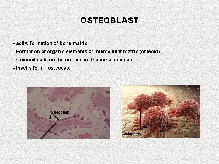 OSTEOBLAST - activ, formation of bone matrix - Formation of organic elements of intercellular