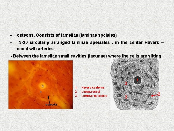 - osteons, Consists of lamellae (laminae spciales) - 3 -20 circularly arranged laminae speciales