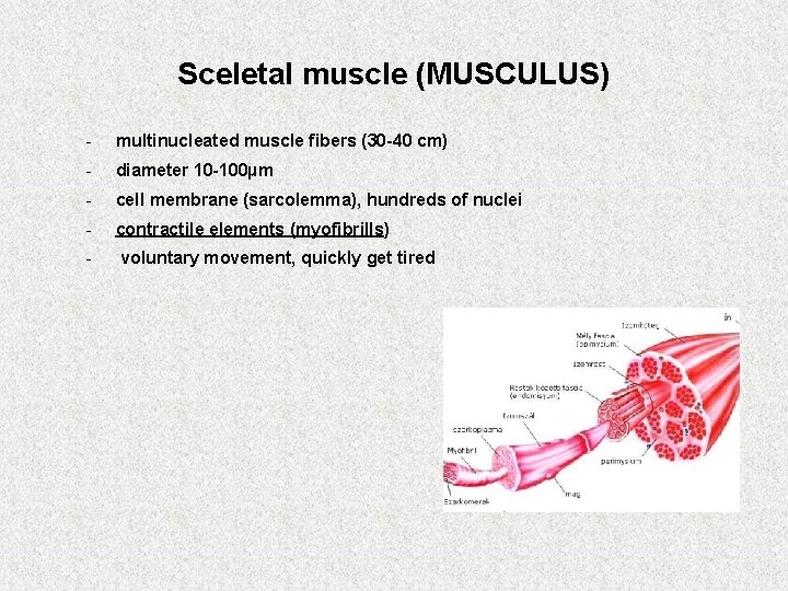 Sceletal muscle (MUSCULUS) - multinucleated muscle fibers (30 -40 cm) - diameter 10 -100µm