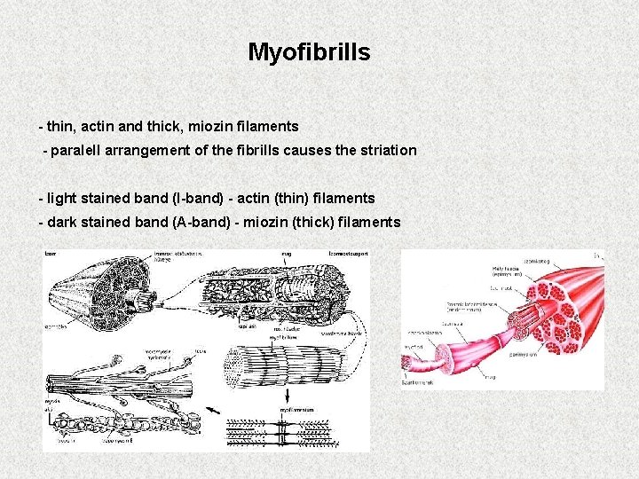 Myofibrills - thin, actin and thick, miozin filaments - paralell arrangement of the fibrills