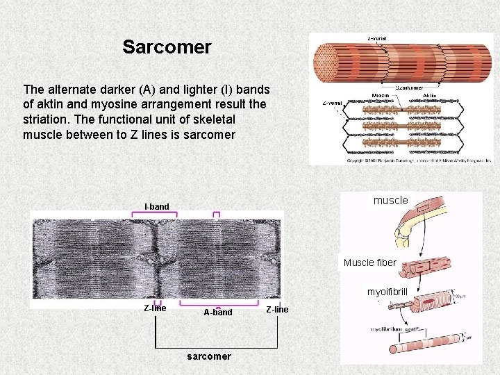 Sarcomer The alternate darker (A) and lighter (I) bands of aktin and myosine arrangement