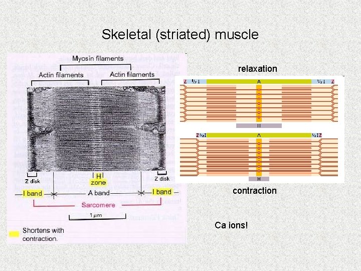 Skeletal (striated) muscle relaxation contraction Ca ions! 