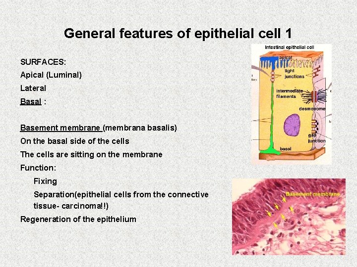 General features of epithelial cell 1 SURFACES: Apical (Luminal) Lateral Basal : Basement membrane