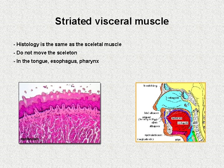 Striated visceral muscle - Histology is the same as the sceletal muscle - Do
