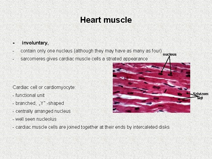 Heart muscle - involuntary, - contain only one nucleus (although they may have as