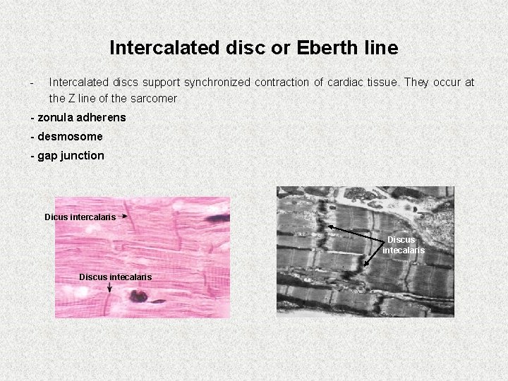 Intercalated disc or Eberth line - Intercalated discs support synchronized contraction of cardiac tissue.