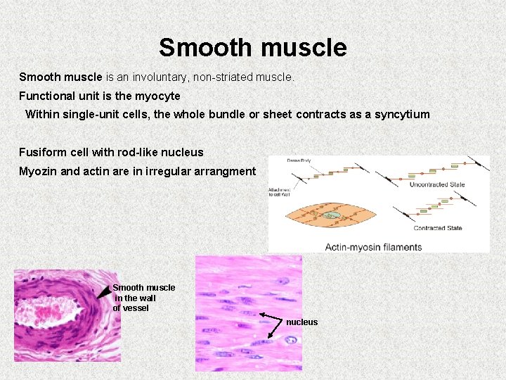 Smooth muscle is an involuntary, non-striated muscle. Functional unit is the myocyte Within single-unit
