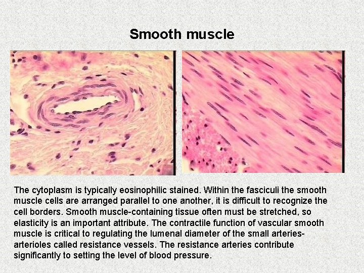 Smooth muscle The cytoplasm is typically eosinophilic stained. Within the fasciculi the smooth muscle