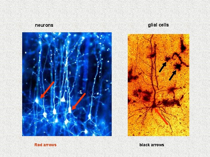 neurons Red arrows glial cells black arrows 