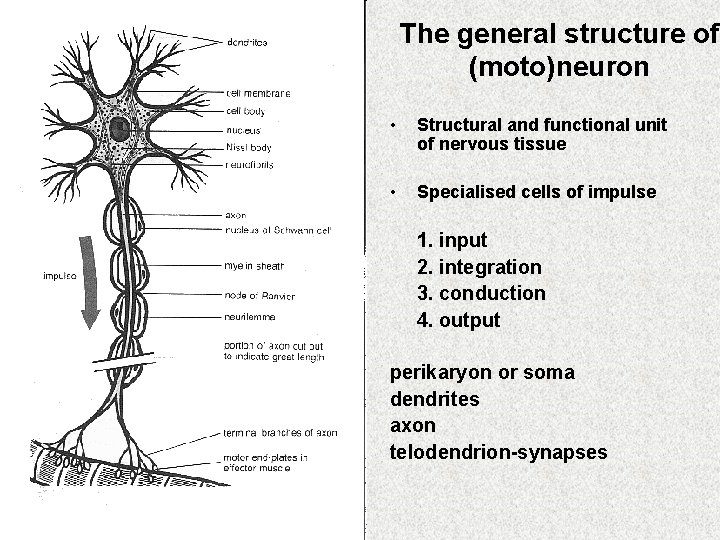 The general structure of (moto)neuron • Structural and functional unit of nervous tissue •