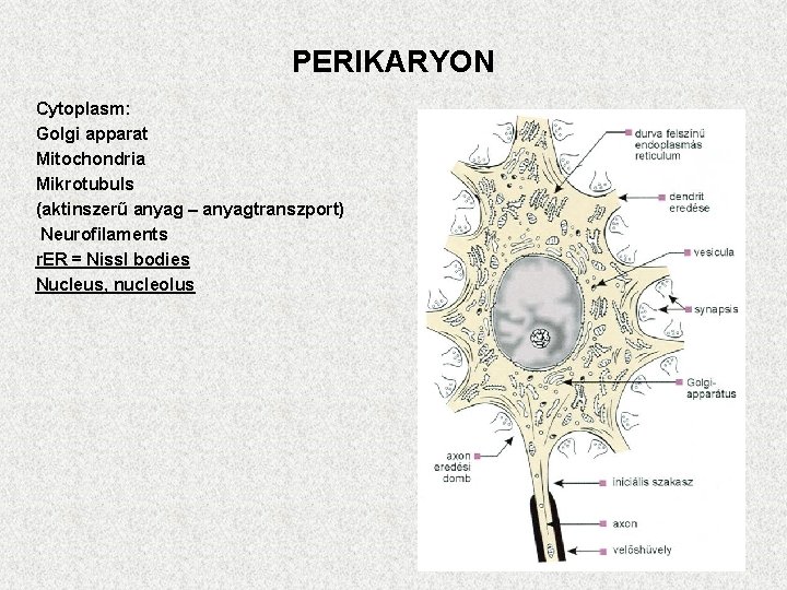 PERIKARYON Cytoplasm: Golgi apparat Mitochondria Mikrotubuls (aktinszerű anyag – anyagtranszport) Neurofilaments r. ER =