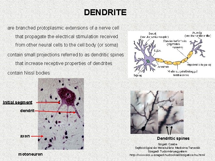 DENDRITE are branched protoplasmic extensions of a nerve cell that propagate the electrical stimulation