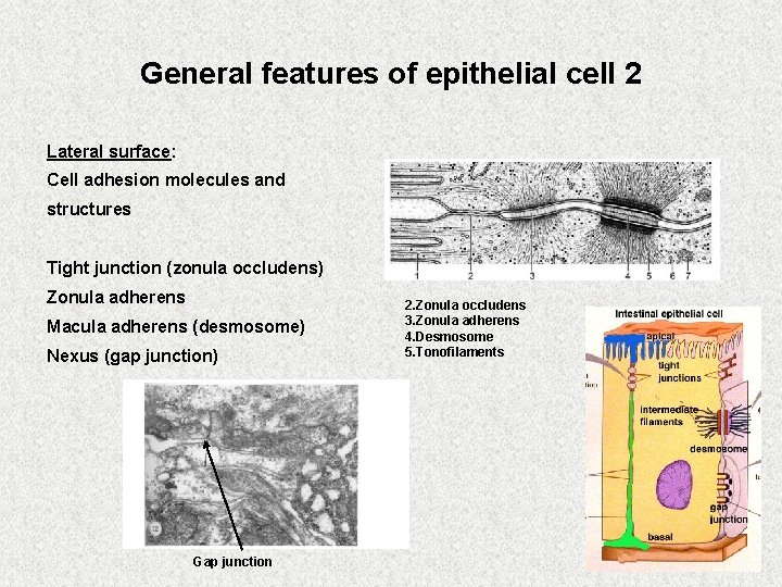 General features of epithelial cell 2 Lateral surface: Cell adhesion molecules and structures Tight