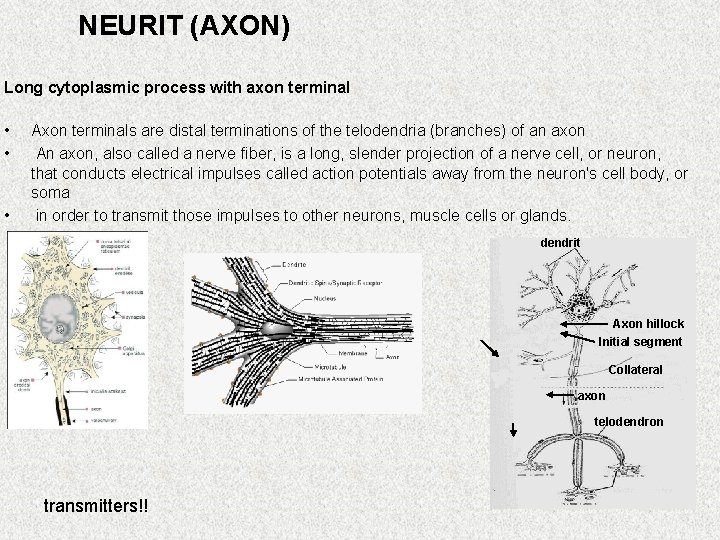 NEURIT (AXON) Long cytoplasmic process with axon terminal • • • Axon terminals are
