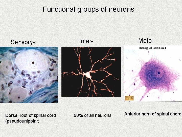 Functional groups of neurons Sensory- Dorsal root of spinal cord (pseudounipolar) Inter- 90% of