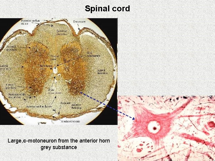 Spinal cord Large, α-motoneuron from the anterior horn grey substance 