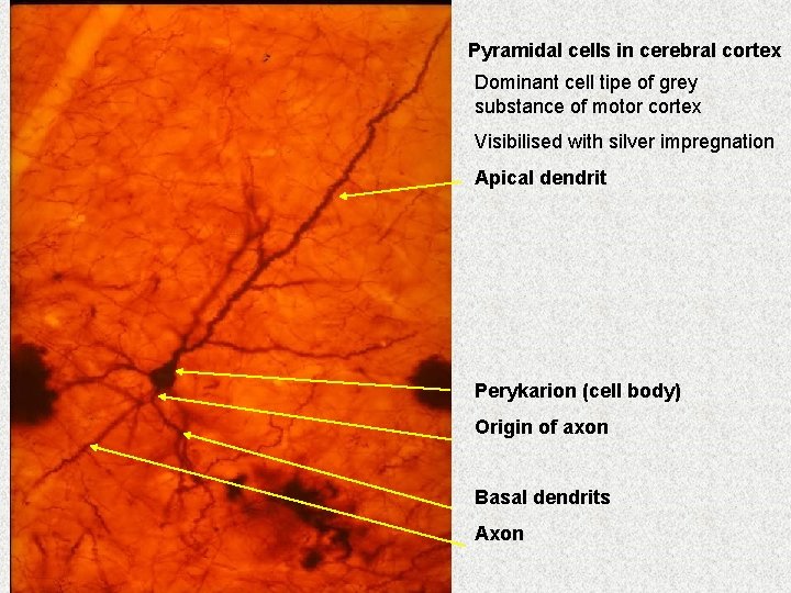 Pyramidal cells in cerebral cortex Dominant cell tipe of grey substance of motor cortex