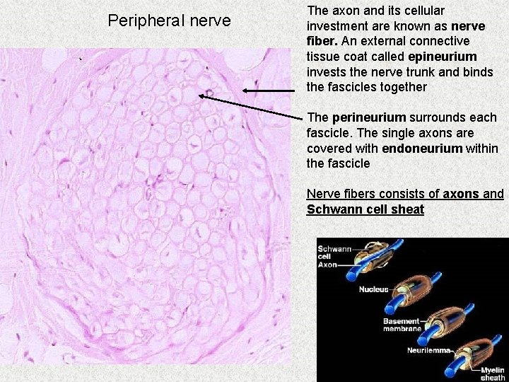 Peripheral nerve The axon and its cellular investment are known as nerve fiber. An