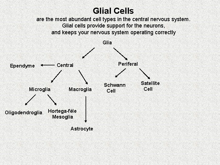 Glial Cells are the most abundant cell types in the central nervous system. Glial