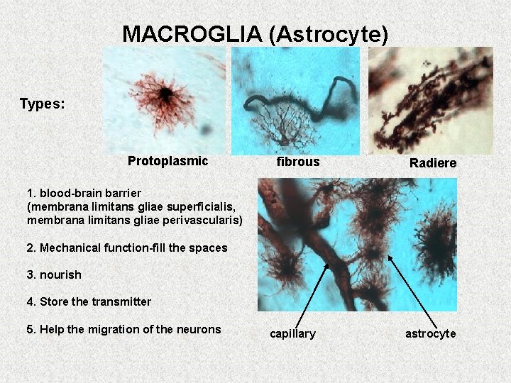 MACROGLIA (Astrocyte) Types: Protoplasmic fibrous Radiere 1. blood-brain barrier (membrana limitans gliae superficialis, membrana