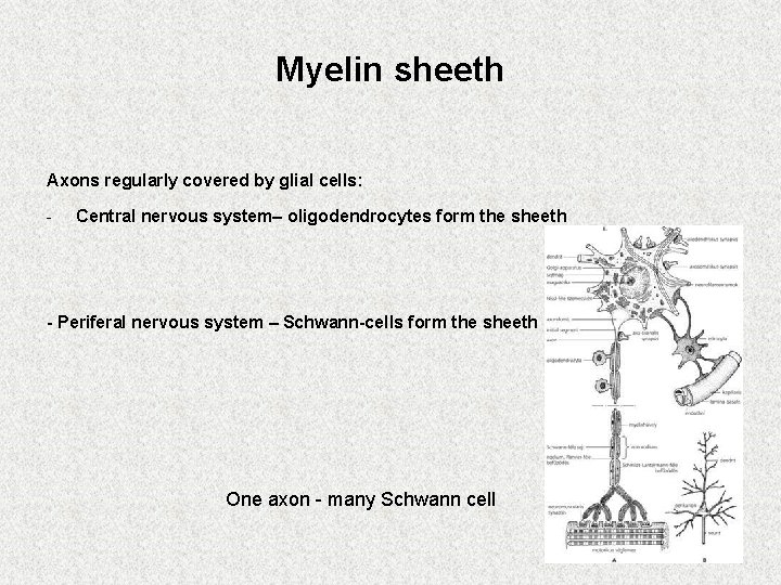 Myelin sheeth Axons regularly covered by glial cells: - Central nervous system– oligodendrocytes form