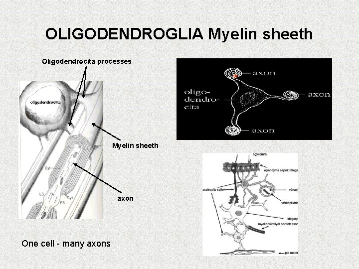 OLIGODENDROGLIA Myelin sheeth Oligodendrocita processes * oligodendrocita Myelin sheeth axon One cell - many