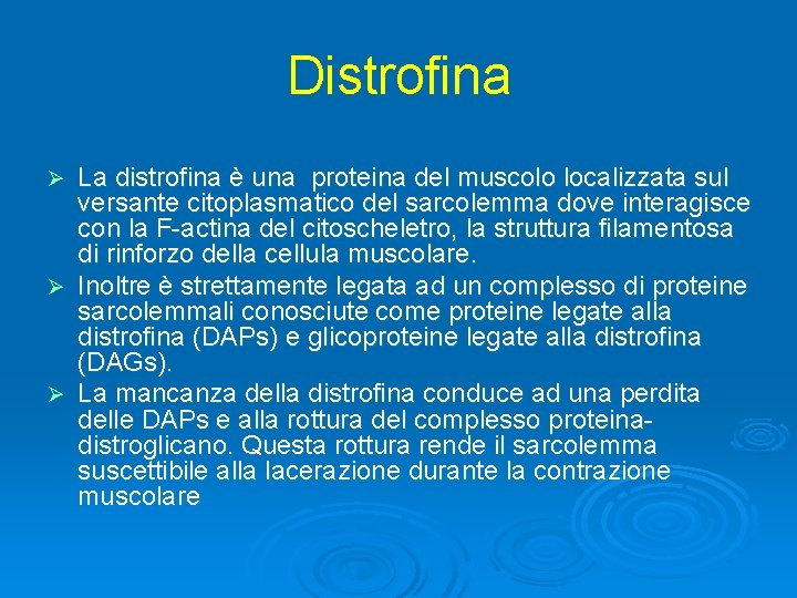 Distrofina La distrofina è una proteina del muscolo localizzata sul versante citoplasmatico del sarcolemma