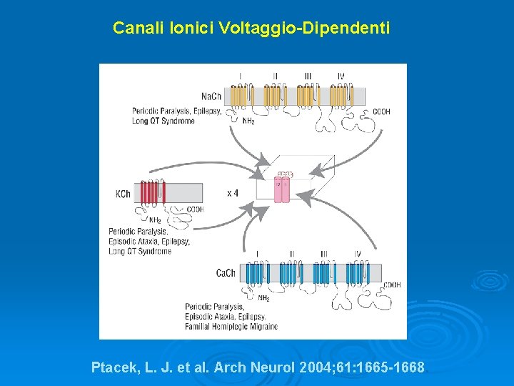 Canali Ionici Voltaggio-Dipendenti Ptacek, L. J. et al. Arch Neurol 2004; 61: 1665 -1668.