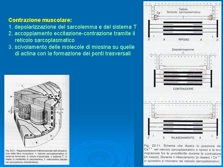 Contrazione muscolare: 1. depolarizzazione del sarcolemma e del sistema T 2. accoppiamento eccitazione-contrazione tramite