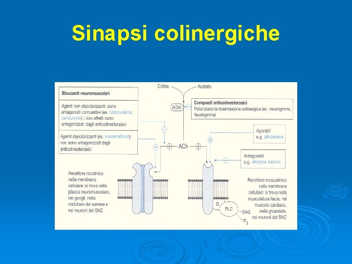 Sinapsi colinergiche 