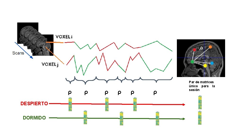 ρ DESPIERTO DORMIDO ρ ρ ρ Par de matrices único para la sesión 