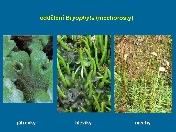 oddělení Bryophyta (mechorosty) játrovky hlevíky mechy 