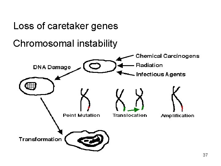Loss of caretaker genes Chromosomal instability 37 