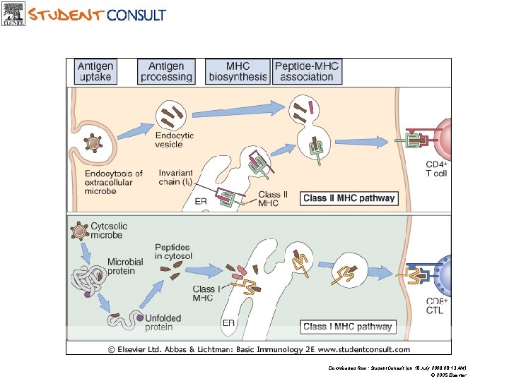 Downloaded from: Student. Consult (on 18 July 2006 08: 13 AM) © 2005 Elsevier