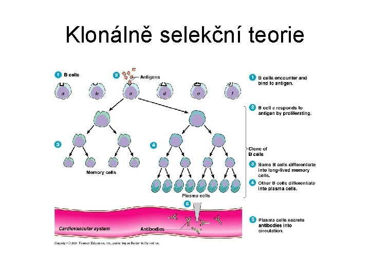 Klonálně selekční teorie 