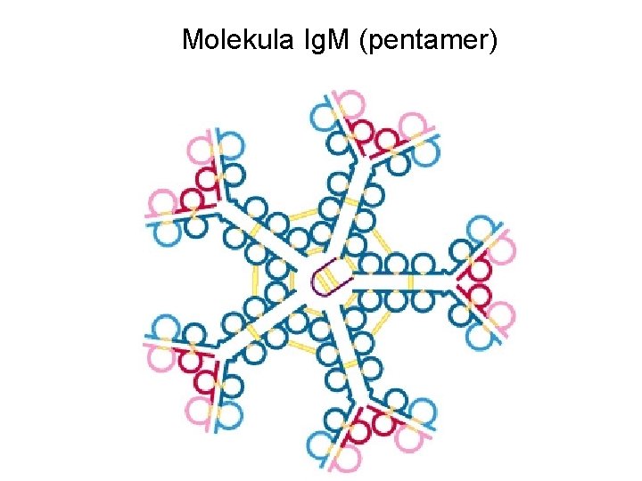 Molekula Ig. M (pentamer) 