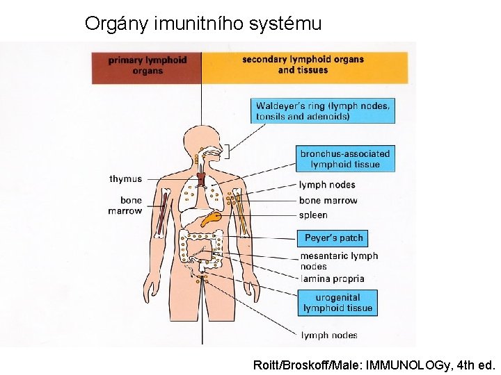 Orgány imunitního systému Roitt/Broskoff/Male: IMMUNOLOGy, 4 th ed. 