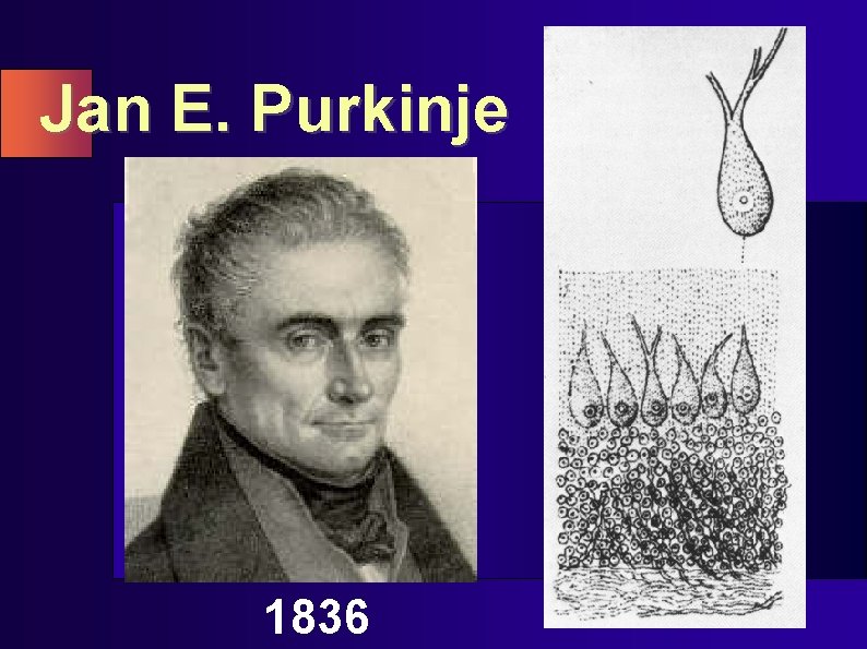 Jan E. Purkinje 1836 