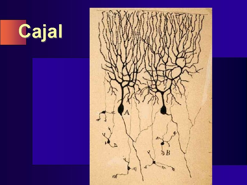 Cajal 