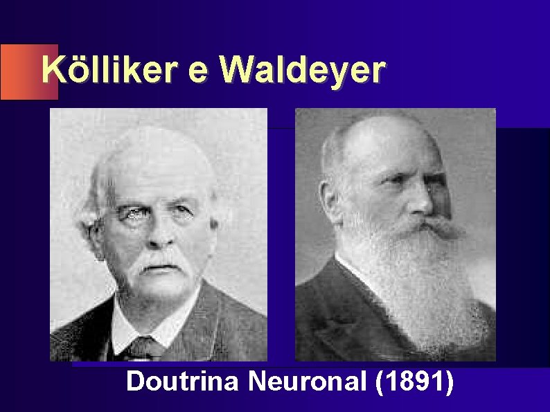 Kölliker e Waldeyer Doutrina Neuronal (1891) 