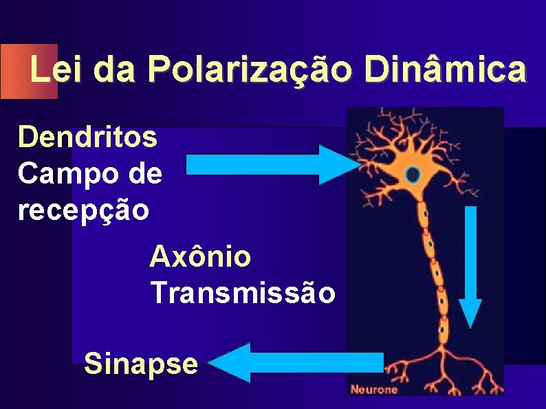 Lei da Polarização Dinâmica Dendritos Campo de recepção Axônio Transmissão Sinapse 